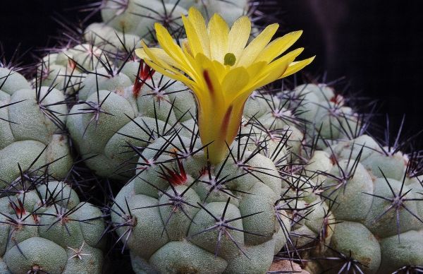 Ortegocactus-macdougallii